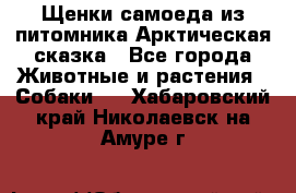 Щенки самоеда из питомника Арктическая сказка - Все города Животные и растения » Собаки   . Хабаровский край,Николаевск-на-Амуре г.